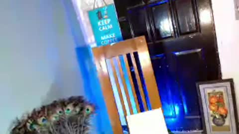barbie online show from 07/28/26, 02:24