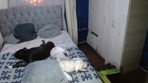 _azalea_65 online show from 09/11/25, 02:55