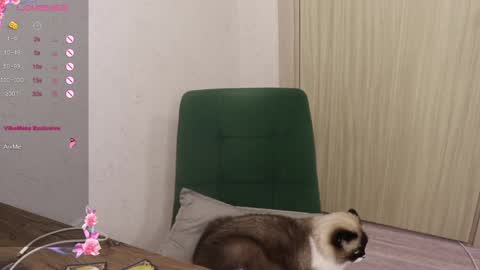 Snapshot of _viv1an_ chatting on 03/06/25, 05:54 Alis online show from 03/06/25, 05:54