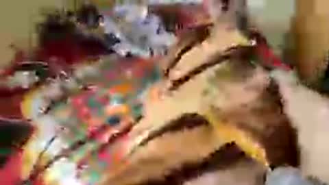 Aachujos online show from 06/12/26, 05:50