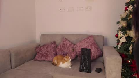 Abbey  IG abby allenn  04 December Online at  I will be on vacation dont forget me  See you soon   online show from 12/14/24, 11:45