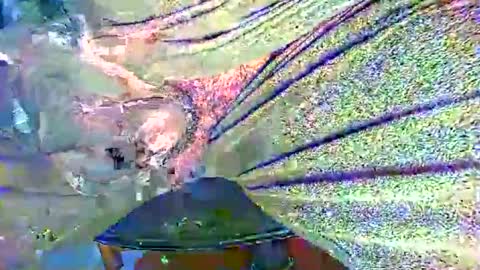 Alex online show from 10/27/25, 11:20