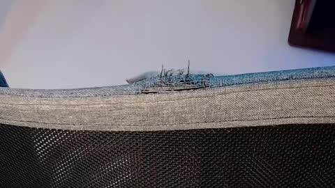 Snapshot of alphrodite_589 chatting on 11/01/25, 08:11 Shane online show from 11/01/25, 08:11