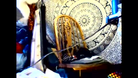 ambionce online show from 05/19/26, 08:42
