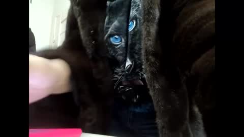 Snapshot of angelo4ek_olya chatting on 01/21/25, 11:56 Your dreams best breasts online show from 01/21/25, 11:56