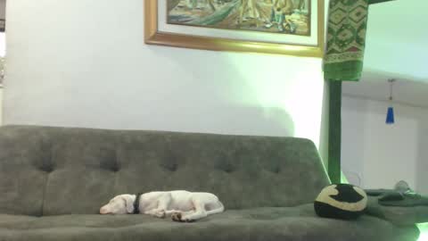 Snapshot of antoniocuervo chatting on 02/08/25, 11:02 Hadez online show from 02/08/25, 11:02