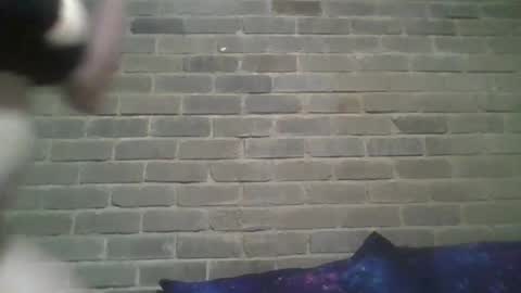 Snapshot of baielekker81578 chatting on 02/13/25, 10:23 Chaterlain online show from 02/13/25, 10:23