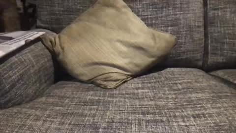 baykiwi54 online show from 12/17/24, 08:45