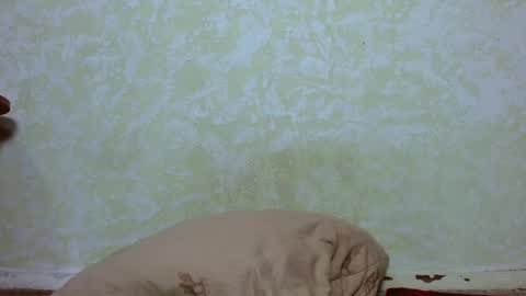 meow online show from 03/06/25, 04:38