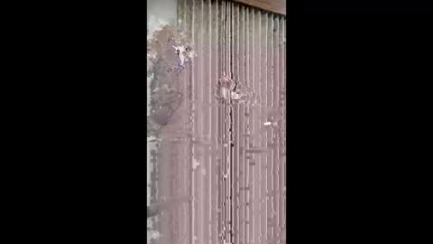 big_dick_10_inch online show from 02/01/26, 02:26