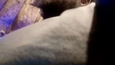 BigDaddykodack online show from 11/13/25, 09:41