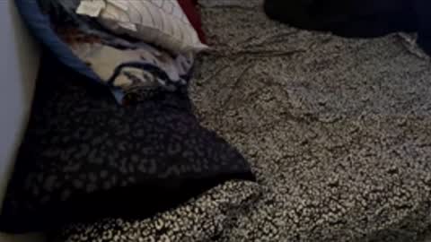 bigdickpapishampoo online show from 11/28/25, 06:21