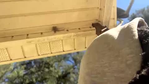 Black Clover online show from 01/04/25, 05:05