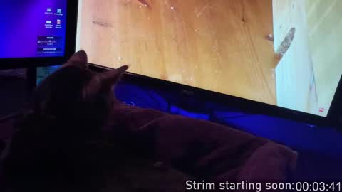 Snapshot of booker_baxton chatting on 09/20/25, 03:07 Booker Baxton online show from 09/20/25, 03:07