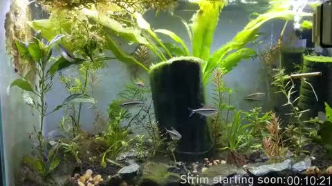 Snapshot of booker_baxton chatting on 09/23/25, 02:58 Booker Baxton online show from 09/23/25, 02:58