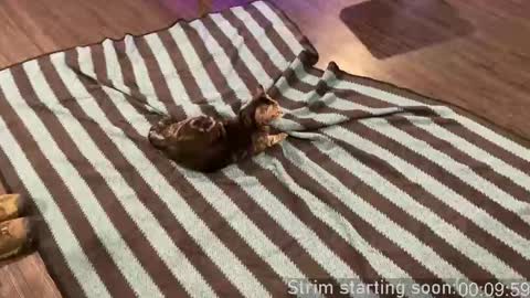 Snapshot of booker_baxton chatting on 09/24/25, 02:59 Booker Baxton online show from 09/24/25, 02:59