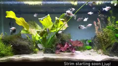 Snapshot of booker_baxton chatting on 09/25/25, 03:10 Booker Baxton online show from 09/25/25, 03:10