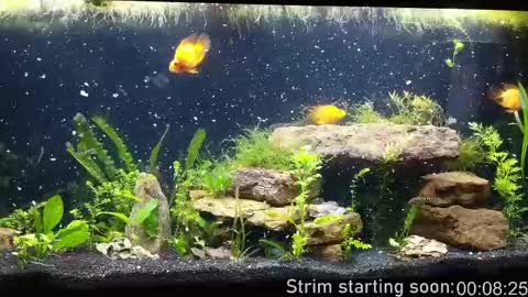 Snapshot of booker_baxton chatting on 09/30/25, 03:00 Booker Baxton online show from 09/30/25, 03:00