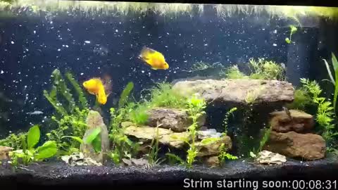 Snapshot of booker_baxton chatting on 10/01/25, 03:01 Booker Baxton online show from 10/01/25, 03:01