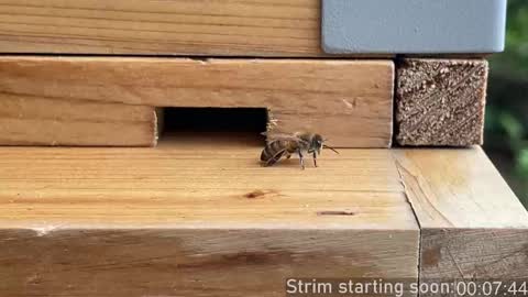 Snapshot of booker_baxton chatting on 10/02/25, 03:02 Booker Baxton online show from 10/02/25, 03:02