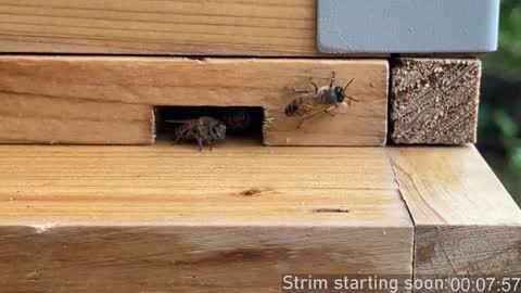 Snapshot of booker_baxton chatting on 10/03/25, 03:03 Booker Baxton online show from 10/03/25, 03:03