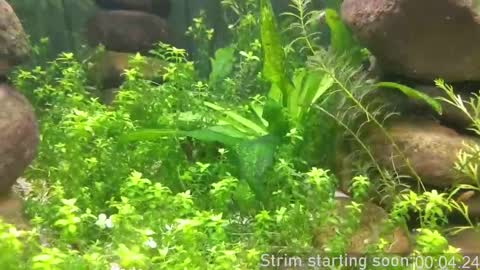 Snapshot of booker_baxton chatting on 10/05/25, 03:05 Booker Baxton online show from 10/05/25, 03:05