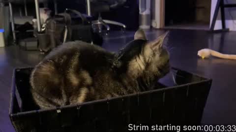 Snapshot of booker_baxton chatting on 10/11/25, 03:06 Booker Baxton online show from 10/11/25, 03:06