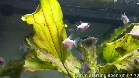 Snapshot of booker_baxton chatting on 10/15/25, 03:06 Booker Baxton online show from 10/15/25, 03:06