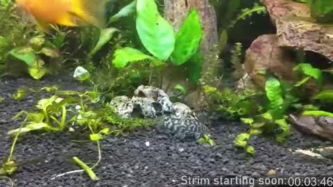 Snapshot of booker_baxton chatting on 10/16/25, 03:07 Booker Baxton online show from 10/16/25, 03:07