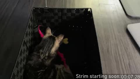 Snapshot of booker_baxton chatting on 10/26/25, 03:01 Booker Baxton online show from 10/26/25, 03:01