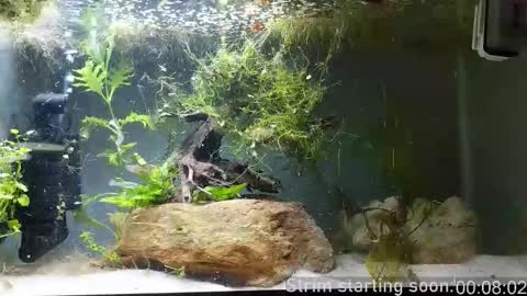 Booker Baxton online show from 11/12/25, 04:02