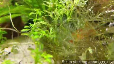 Booker Baxton online show from 11/14/25, 04:00