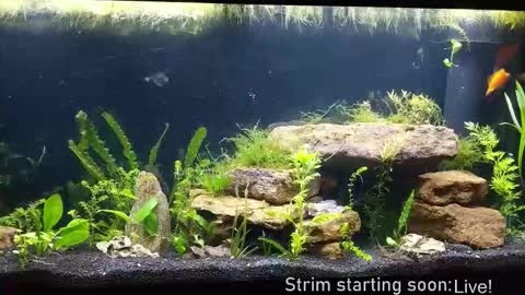 Booker Baxton online show from 12/04/25, 04:11