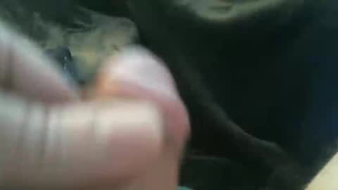 bullemoe online show from 10/27/25, 08:18