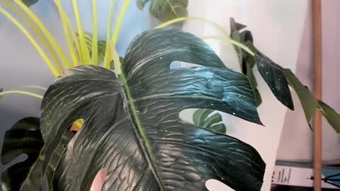 Snapshot of camillo_virgil chatting on 10/17/25, 11:02 Camillo Virgil online show from 10/17/25, 11:02