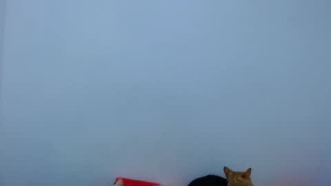 carolina_zabala_19 online show from 05/14/26, 09:43