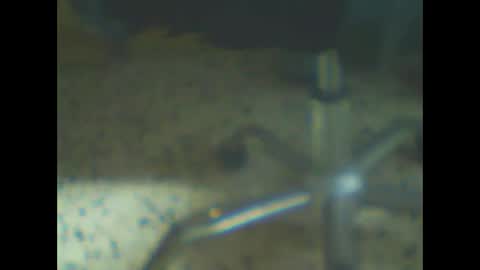 Snapshot of castells chatting on 02/10/26, 04:44 castells online show from 02/10/26, 04:44