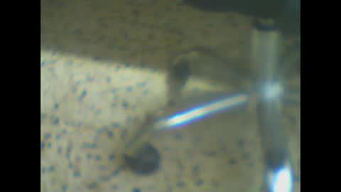 Snapshot of castells chatting on 03/24/26, 05:18 castells online show from 03/24/26, 05:18
