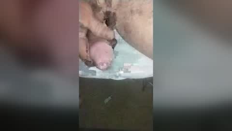 catdaddy179057 online show from 06/14/26, 03:14