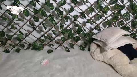 charly_evans60 online show from 02/21/25, 12:27