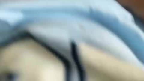 domenic online show from 01/31/25, 03:00