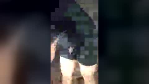 chrisalejandr0896 online show from 07/03/26, 02:18