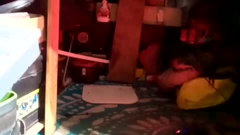 HeyTurkeyBoy online show from 01/23/25, 09:39