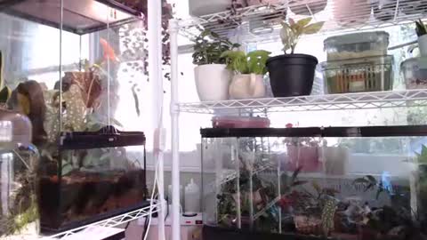 Snapshot of constantcumquest chatting on 10/06/25, 04:37 ANR Mommy online show from 10/06/25, 04:37