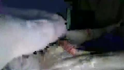 lazarus online show from 01/31/25, 05:32