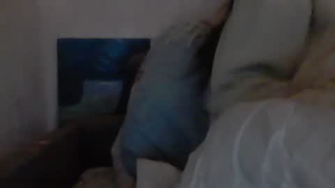 Snapshot of cutekattie chatting on 12/18/24, 09:36 cutekattie online show from 12/18/24, 09:36