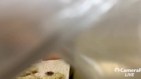 Tommy online show from 11/14/25, 05:11