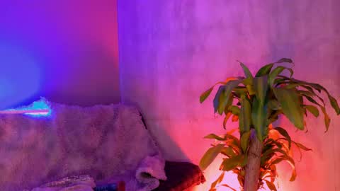 Snapshot of danita_veelz chatting on 06/05/26, 10:37 danita_veelz online show from 06/05/26, 10:37