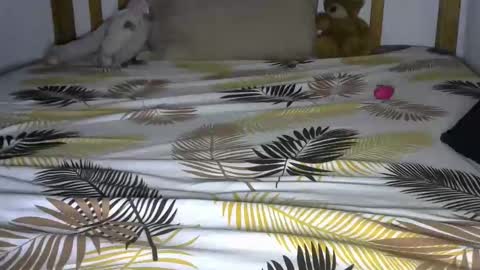 dark_rose3 online show from 10/04/25, 08:56