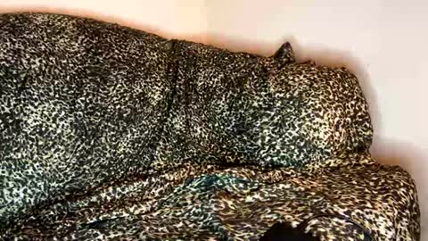 Snapshot of dove_love22 chatting on 11/10/25, 04:33 dove_love22 online show from 11/10/25, 04:33